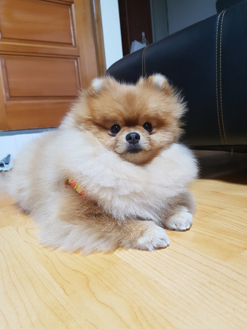 주인 무는 강아지 교육법,개 무는 이유는 무엇일까요? : 네이버 블로그
