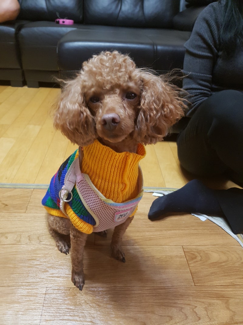주인 무는 강아지 교육법,개 무는 이유는 무엇일까요? : 네이버 블로그