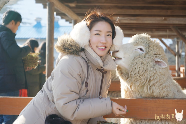 강원도 평창 겨울여행, 대관령 양떼목장 강원도 평창 겨울여행, 대관령 양떼목장