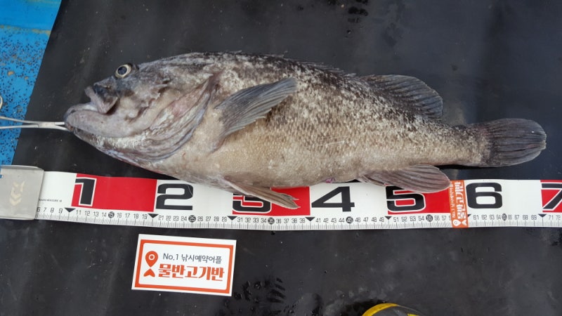 소청도 새터 포인트에서 64cm 대왕우럭 : 네이버 블로그