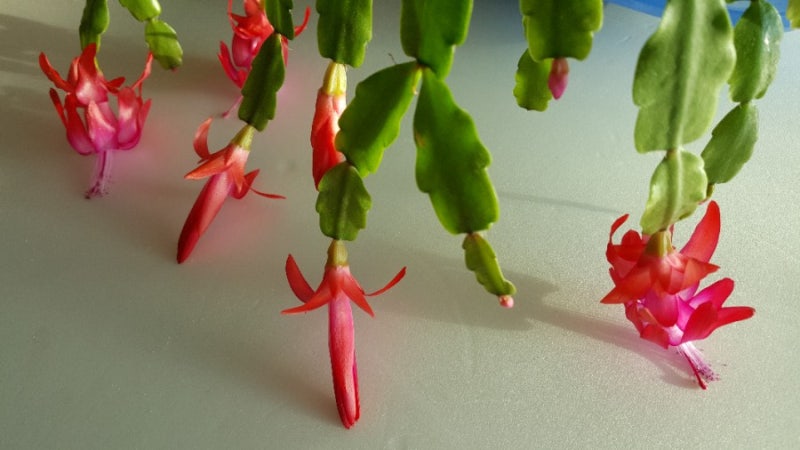 게발선인장, 가재발 선인장, 집게발 선인장, 크리스마스 선인장 (Christmas cactus) 겨울에 피는 꽃 : 네이버 블로그 게발선인장, 가재발 선인장, 집게발 선인장, 크리스마스 선인장 (Christmas Cactus) 겨울에 피는 꽃 : 네이버 블로그