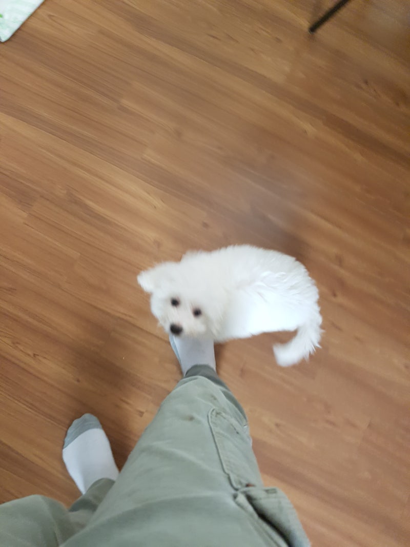 주인 무는 강아지 교육법,개 무는 이유는 무엇일까요? : 네이버 블로그