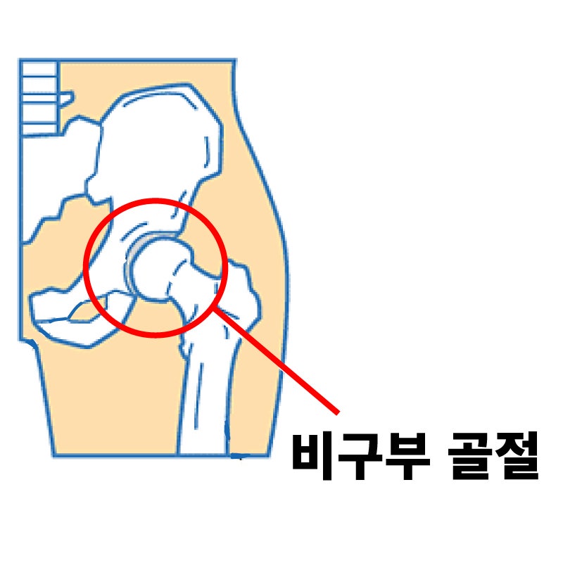 골반, 경골, 비골의 구조 : 네이버 블로그