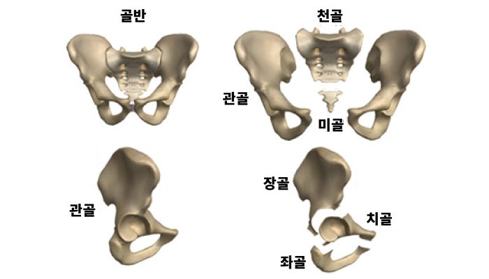 골반, 경골, 비골의 구조 : 네이버 블로그