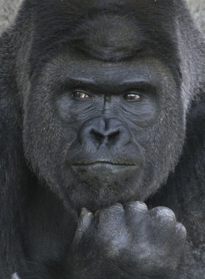 122fhandsome-gorilla-shabani-5a4376424a913__700_by_ImageRaker.jpg?type=w2