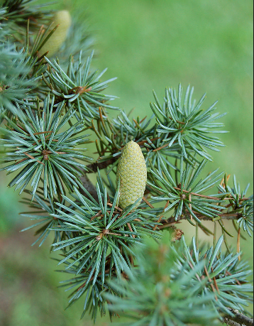  시더우드 에센셜오일 (cedarwood)