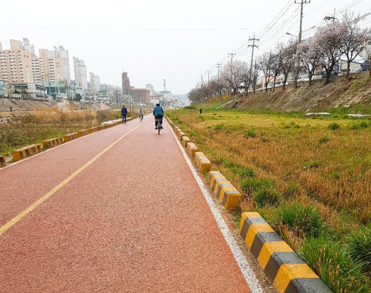 대전/일상/대전천 천변/산책