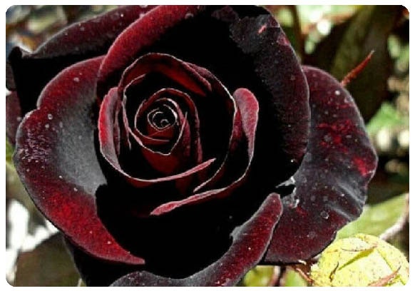 검은 장미 꽃말 어떤의미를 담았을까 : 네이버 블로그