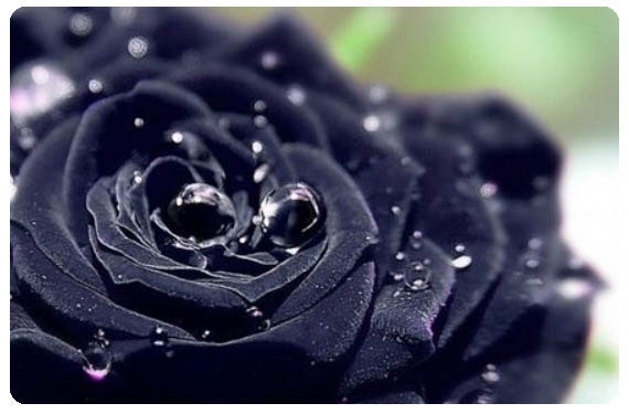 검은 장미 꽃말 어떤의미를 담았을까 : 네이버 블로그