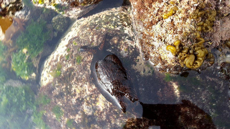 바다의 보물, 바다 달팽이 군소 -배근휘