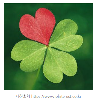  세잎클로버 VS 네잎클로버