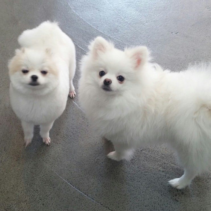  포메라니안 미용 왕자 형제의 가위컷