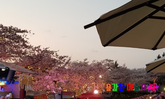  대구벚꽃 ! 와 정말 예쁘다~! 대구이월드 별빛벚꽃축제!