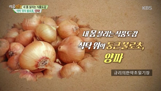  피를 맑게 하는 음식 양파 효능 자색 양파즙 샬롯