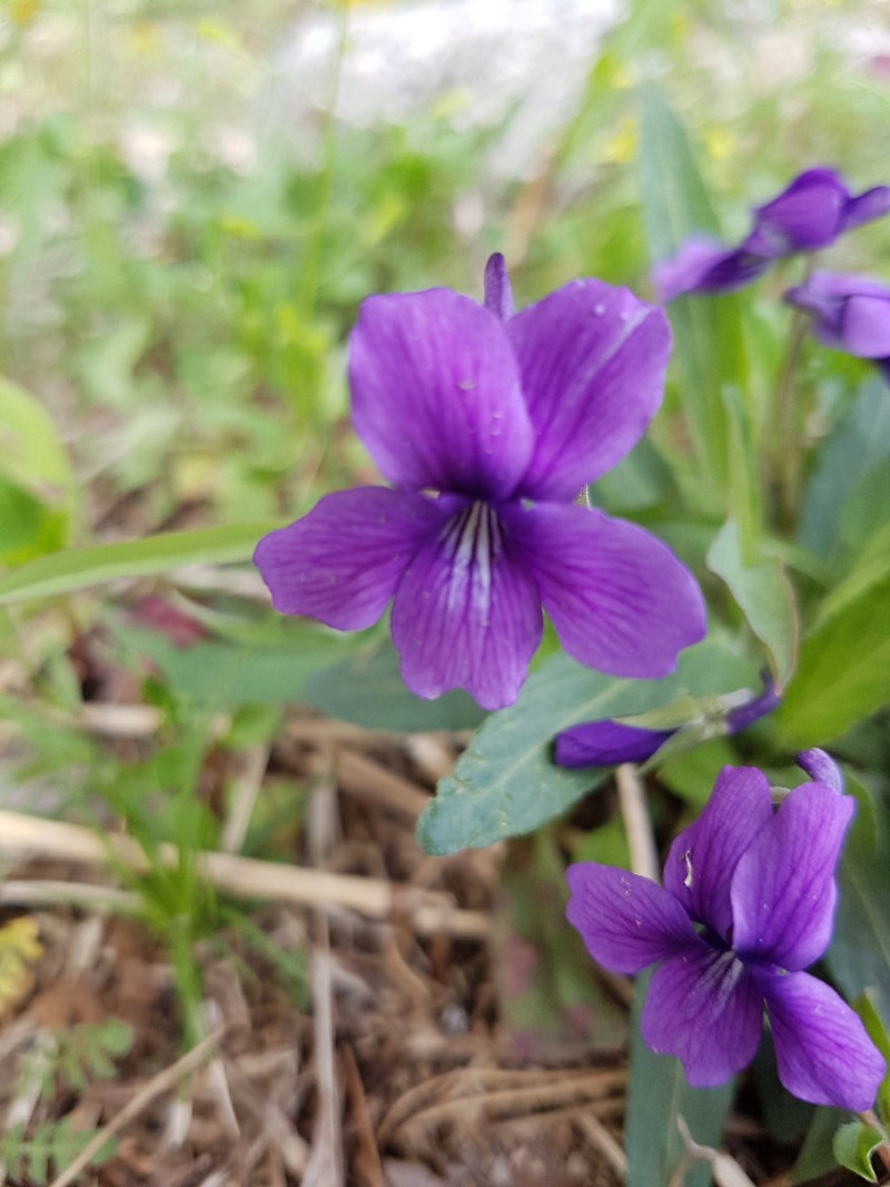 꽃이야기]4월에 피는 보라색꽃, 봄 야생화 제비꽃 : 네이버 블로그