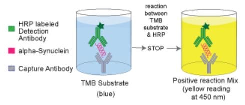 [AnaSpec] 파킨슨 질환 연구를 한다면 SensoLyte anti-a-Synuclein ELISA kit : 네이버 블로그