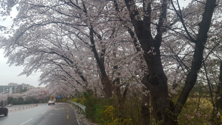비가 오는 길에서 벚꽃을 담아봅니다~^^