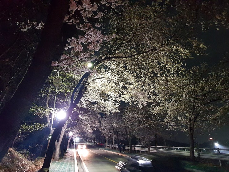  국제대학교 벚꽃 평택 송탄 실시간