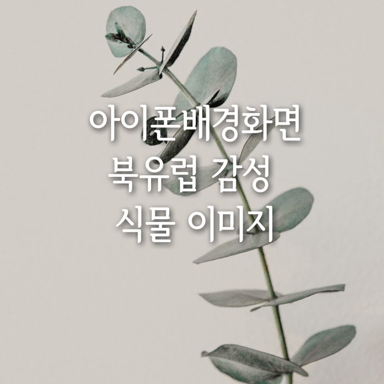 아이폰배경화면 사이즈에 맞는 북유럽 감성 식물이미지 : 네이버 블로그