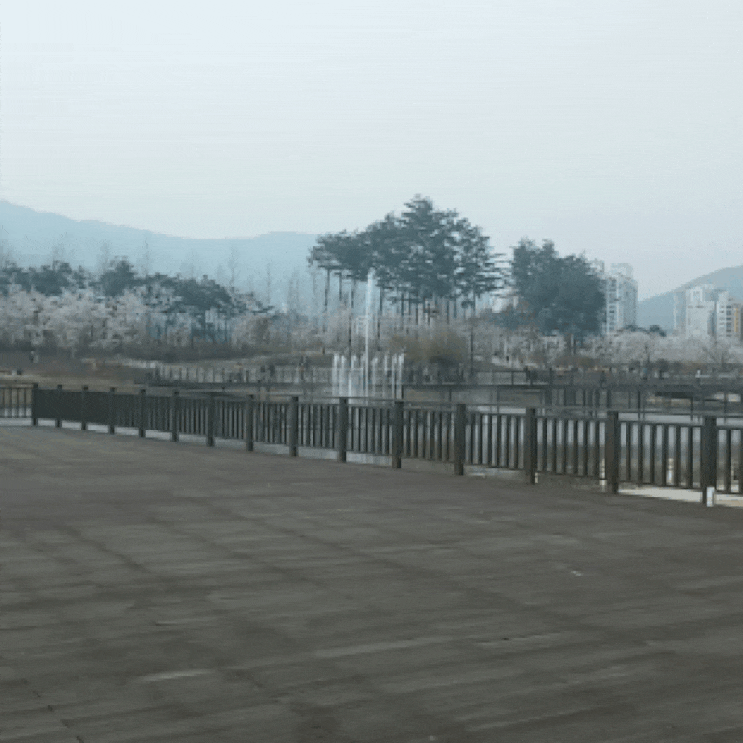  부산시민공원 벚꽃도 보고 음악분수도 보고 산책도 하고