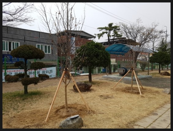  ｀학교에 조경수 식재시 고려할 사항들... 。보림조경