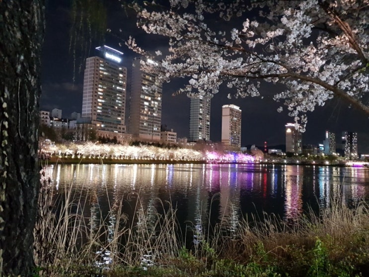  라효/일상/벚꽃축제/인천대공원X석촌호수