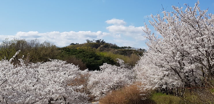  서울 가볼만한곳, 서울숲 벚꽃 구경하세요!