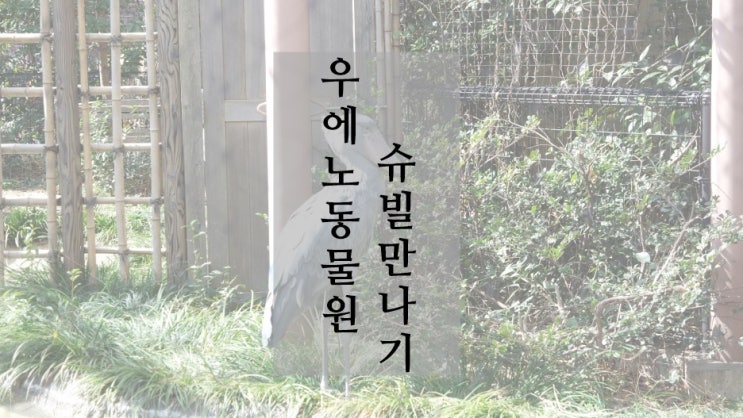  [도쿄여행] 도쿄 우에노 동물원 :: 슈빌 만나기 (넓적부리황새)