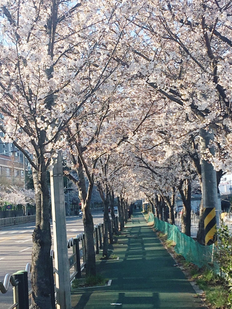  하상동 연꽃 그리고 벚꽃 소식