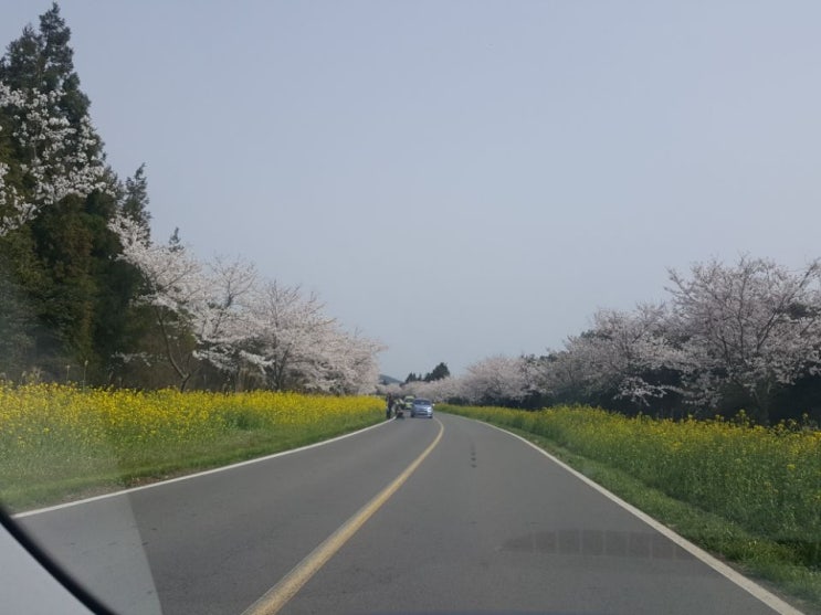 제주 봄 여행 벚꽃을 보러 갑니다.
