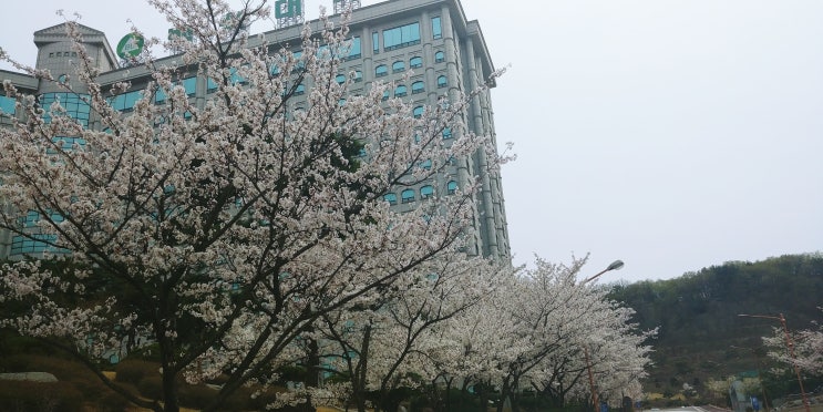 천안 벚꽃 구경 : 안서동 백석대학교