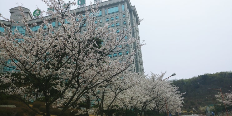 천안 벚꽃 구경 : 안서동 백석대학교