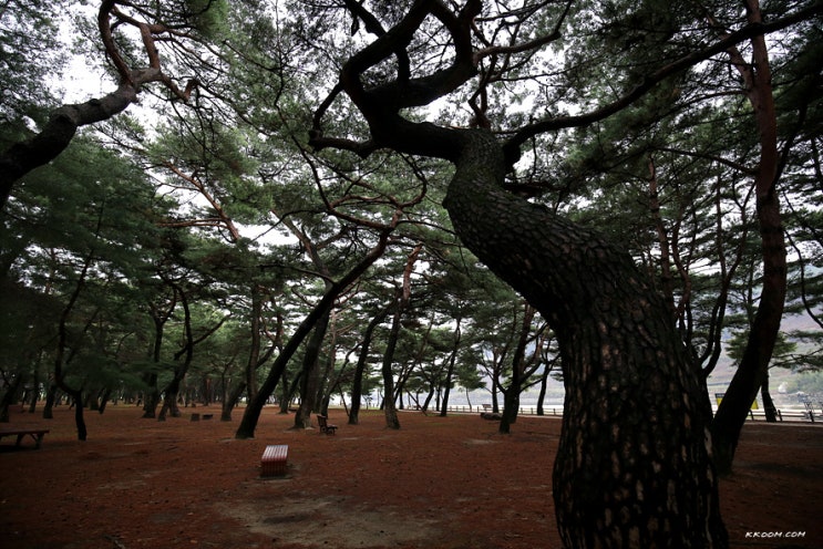 하동여행 - 걷고 싶은 곳 하동송림공원 하동여행 - 걷고 싶은 곳 하동송림공원