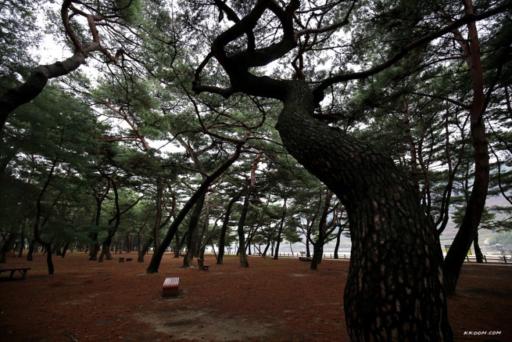 하동여행 - 걷고 싶은 곳 하동송림공원