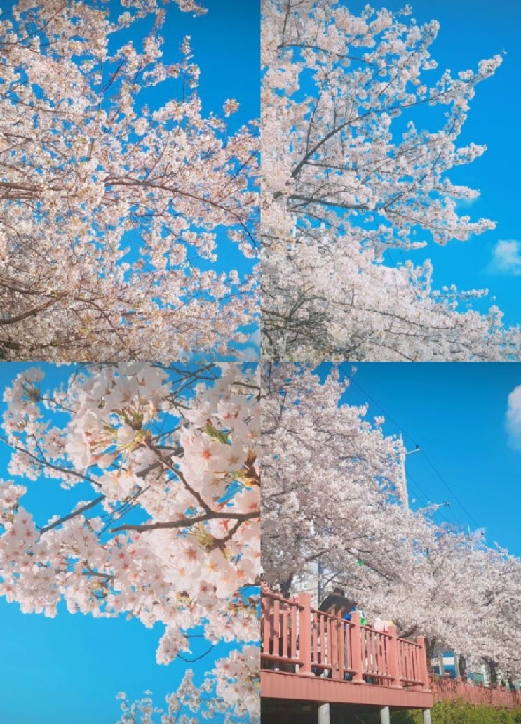 2018 도봉구 벚꽃축제 다녀온 후기(우이천,창2동)