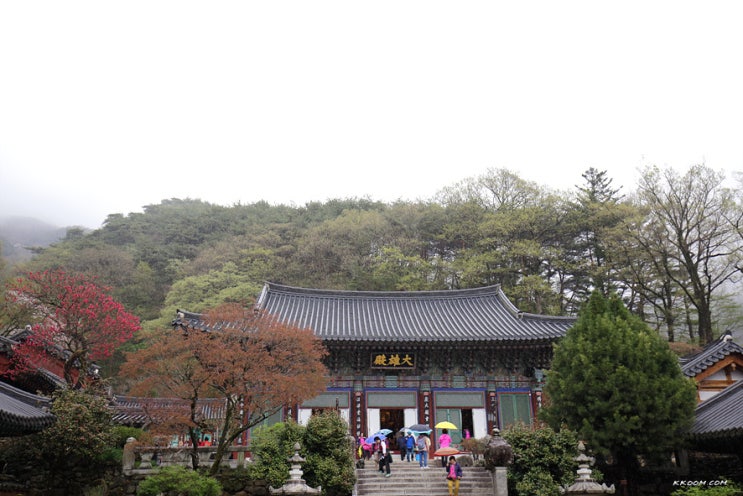 하동여행 - 쌍계사 벚꽃 봄나들이 하동여행 - 쌍계사 벚꽃 봄나들이
