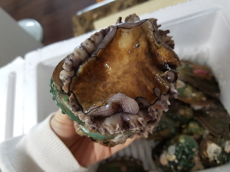  침이 꼴깍~ 전복 초장만 찍어도 GOOD!