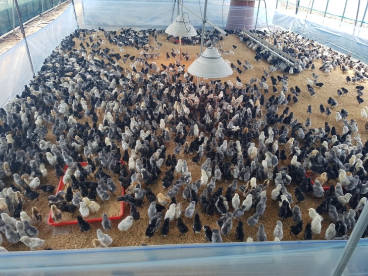  청계닭 병아리 잘 키우는 방법!!!~