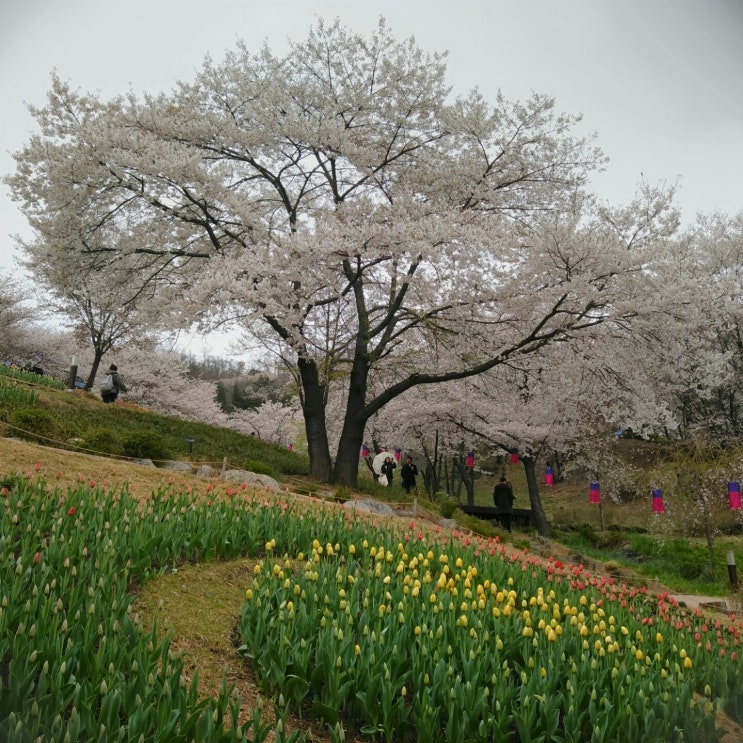  서대문 안산 벚꽃 걸어요