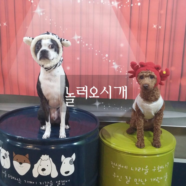  부산 애견카페 운동장 있는 놀러오시개