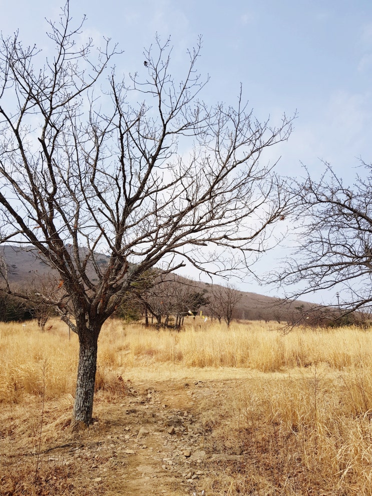  우리나라 명산 100곳 등산 도전기 76.재약산 - 마늘로드등산