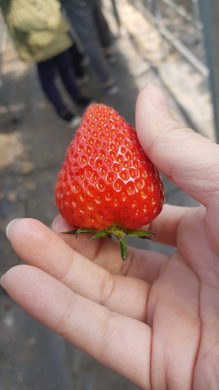 딸기