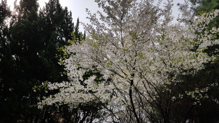  벚꽃.진달래. 철죽. 라일락 .제비꽃이 한창입니다/명동 롯데백화점 본점내 롯데호텔 한창 lotte hanchang.