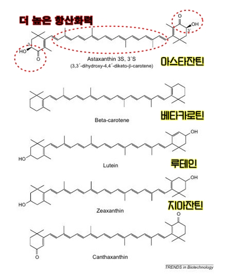 아스타잔틴 비교와 추천제품 선택 필수 체크포인트!