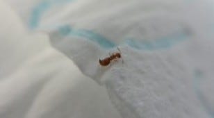 권연벌레와 권연침벌 - 신기패로 마무리 : 네이버 블로그 권연벌레와 권연침벌 - 신기패로 마무리 : 네이버 블로그