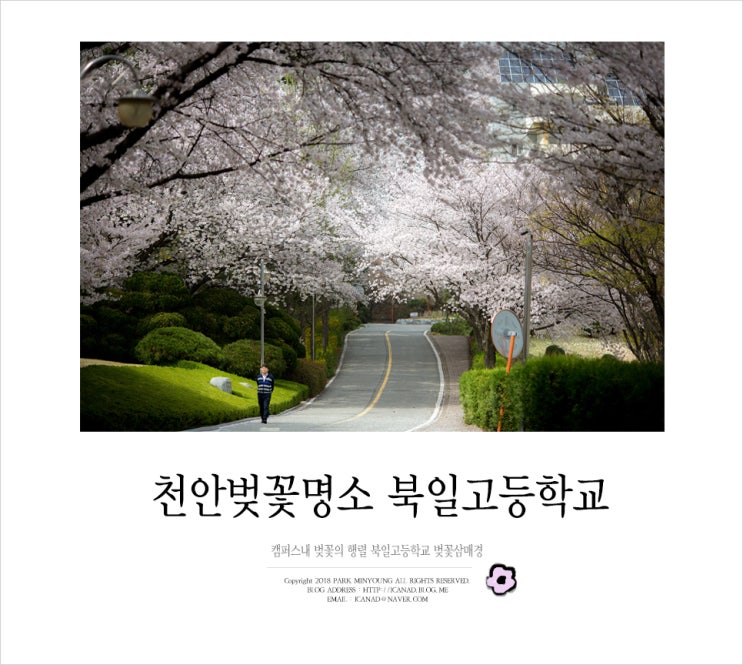  [충남/천안]천안 북일고등학교 벚꽃 2018
