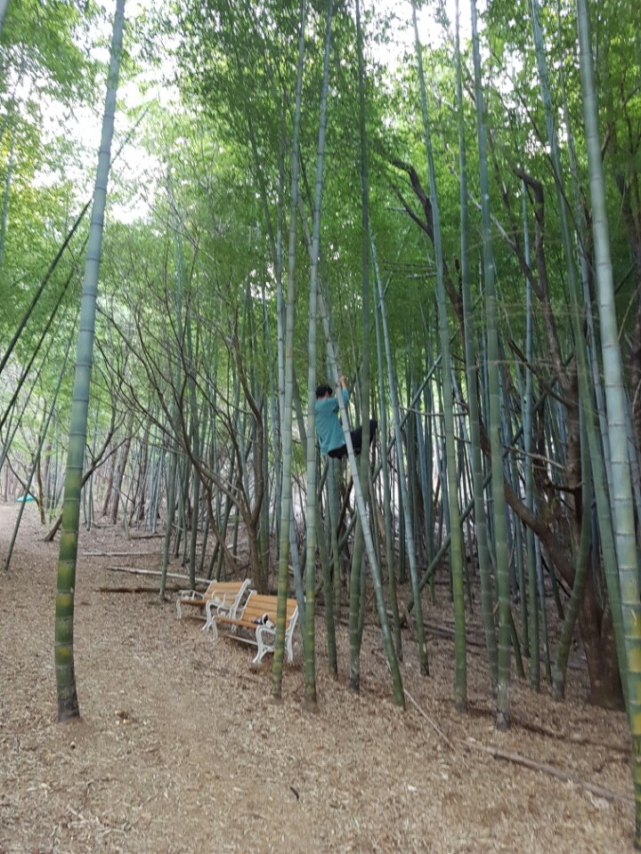  거제 칠천도 대나무 타잔 - 거제송송