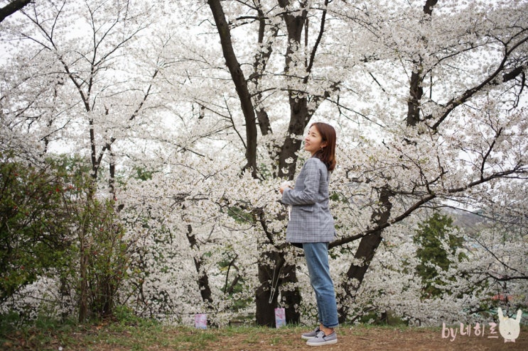 공주 벚꽃명소, 공주 중동성당&충남역사박물관 공주 벚꽃명소, 공주 중동성당&충남역사박물관