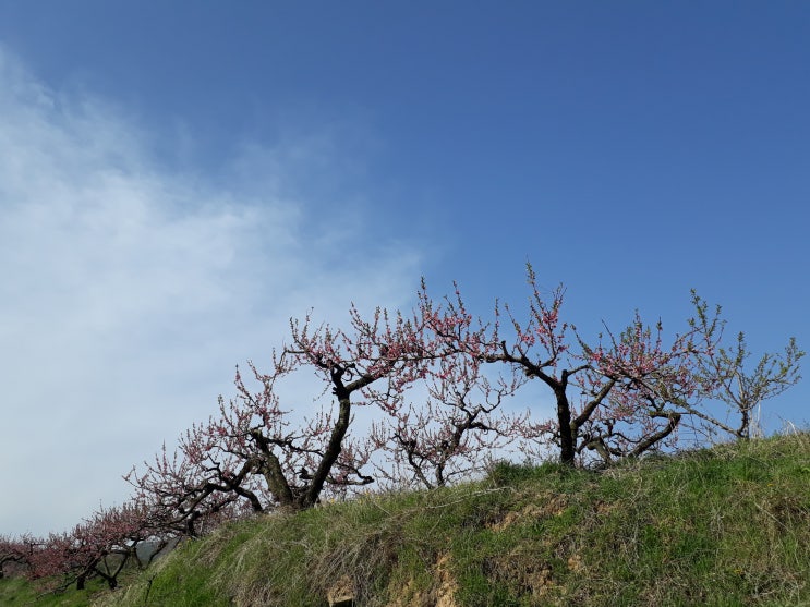  반곡지 복사꽃