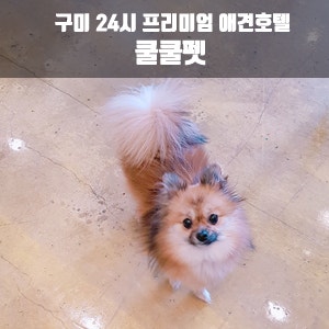 쿨쿨펫